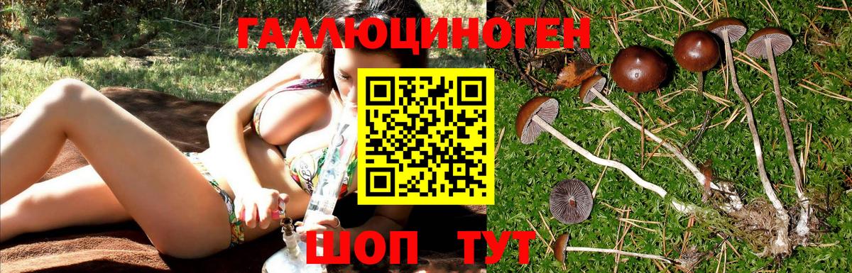 Галлюциногенные грибы прущие грибы  Вход с VPN  Псилоцибиновые грибы Psilocybine cubensis  Касимов 